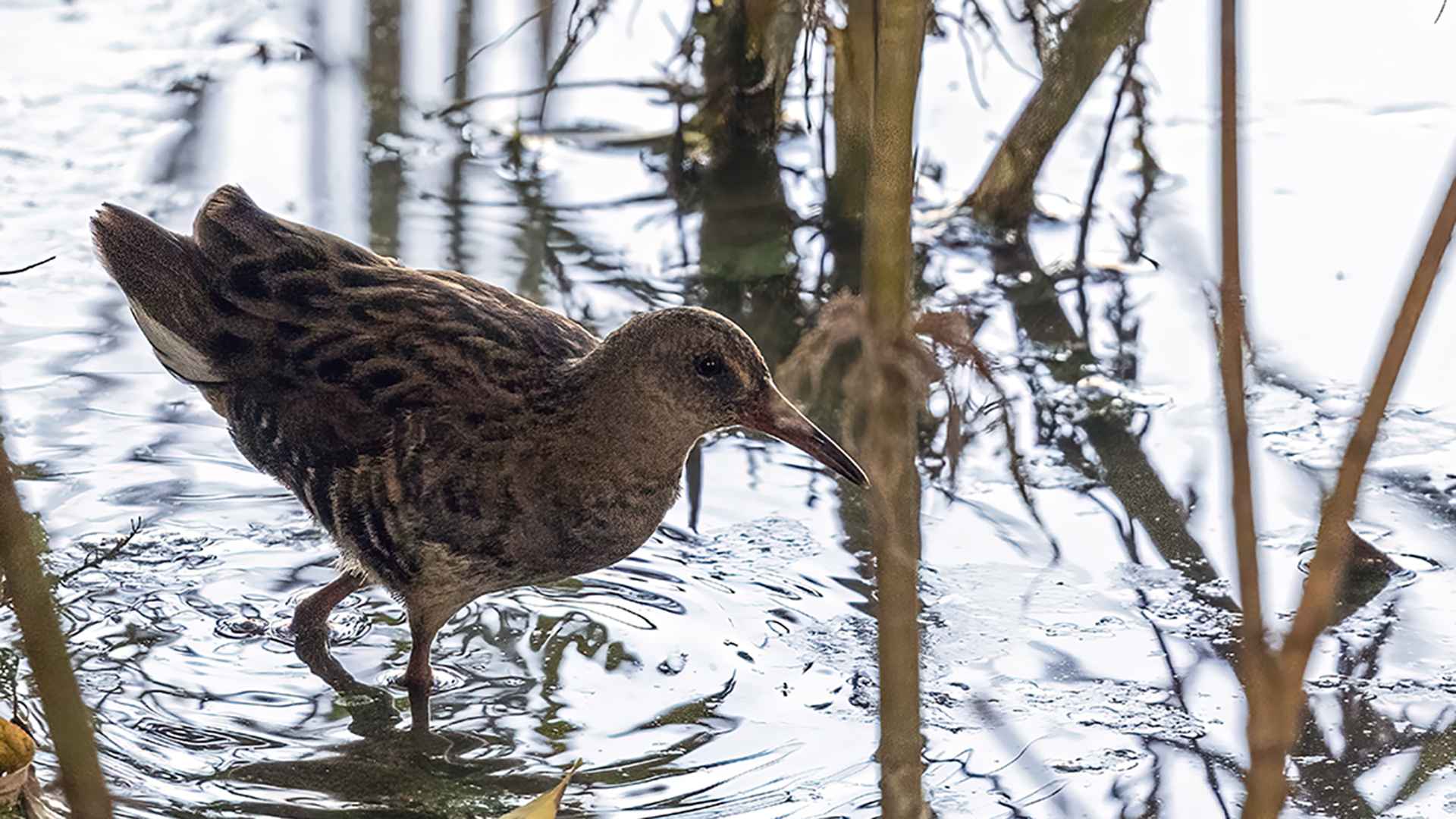 Water Rail